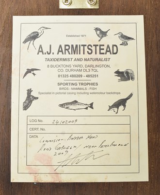 Lot 4 - Taxidermy: European Badger Mask (Meles meles),...