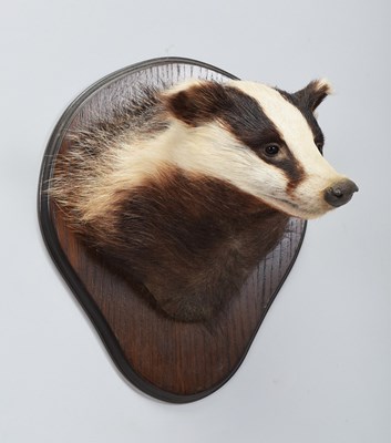 Lot 4 - Taxidermy: European Badger Mask (Meles meles),...