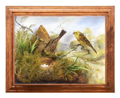 Lot 1 - Taxidermy: A Wall Cased Pair of Yellowhammers...