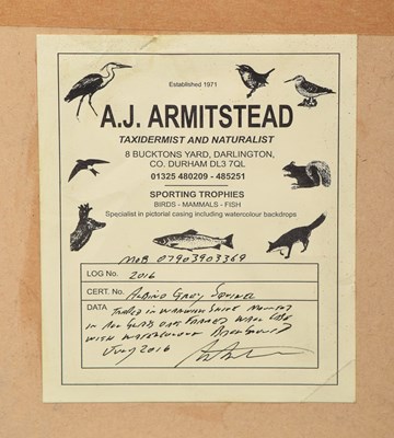 Lot 6 - Taxidermy: A Wall Cased Very Rare Albino Grey...