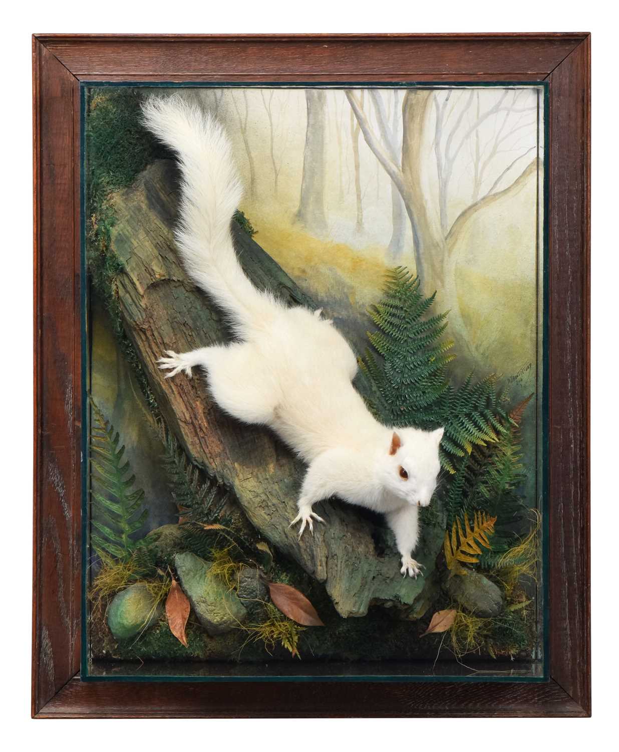 Lot 6 - Taxidermy: A Wall Cased Very Rare Albino Grey...