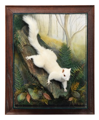 Lot Taxidermy: A Wall Cased Very Rare Albino Grey...
