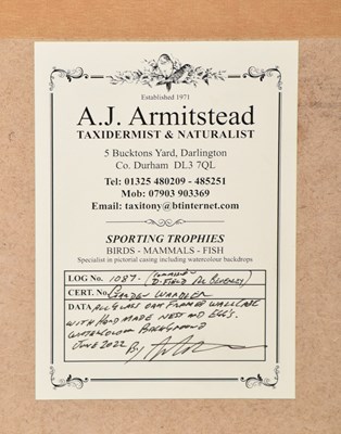 Lot 7 - Taxidermy: A Wall Cased Family Diorama of...