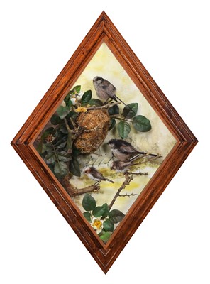 Lot 2 - Taxidermy: A Wall Cased Long-tailed Tit...
