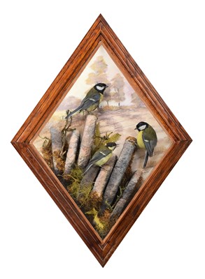 Lot Taxidermy: A Wall Cased Trio of Great Tits...