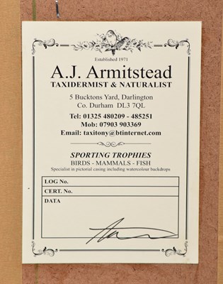 Lot 9 - Taxidermy: A Wall Cased Trio of Golden Plovers...