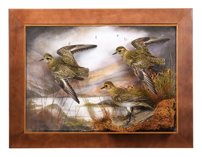 Lot Taxidermy: A Wall Cased Trio of Golden Plovers...