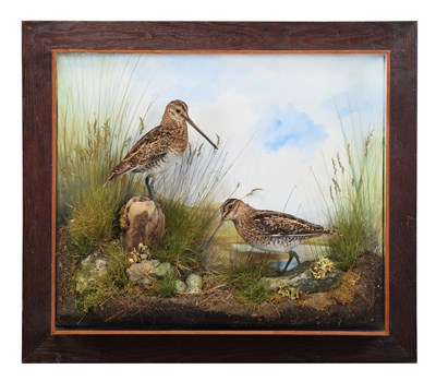 Lot 12 - Taxidermy: A Wall Cased Pair of Common Snipe...