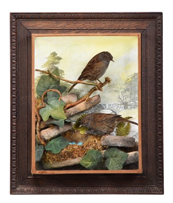 Lot 11 - Taxidermy: A Wall Cased Pair of Dunnocks...