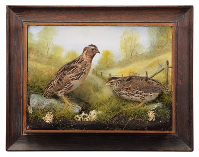 Lot 7 - Taxidermy: A Wall Cased Pair of Common Quail...