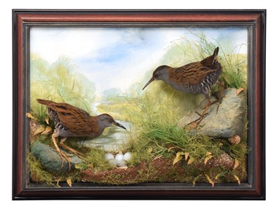 Lot 5 - Taxidermy: A Wall Cased Pair of Water Rails...
