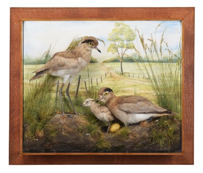 Lot 3 - Taxidermy: A Wall Cased Family Diorama of...