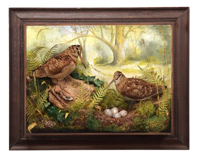 Lot 13 - Taxidermy: A Wall Cased Pair of Woodcocks...