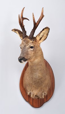 Lot 8 - Taxidermy: European Roebuck (Capreolus...