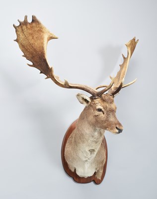 Lot 6 - Taxidermy: European Fallow Deer (Dama dama),...