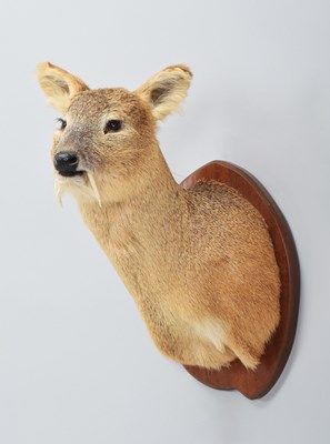 Lot 4 - Taxidermy: Chinese Water Deer (Hydropotes...