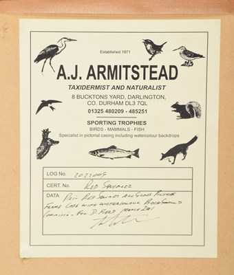 Lot 1 - Taxidermy: A Wall Cased Pair of Red Squirrels...