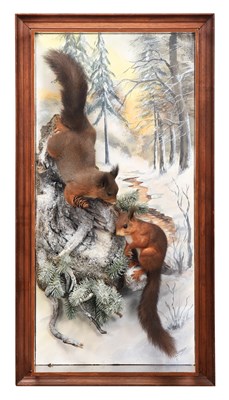 Lot Taxidermy: A Wall Cased Pair of Red Squirrels...