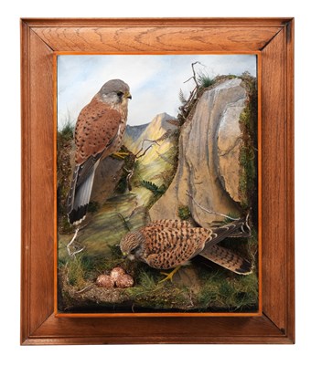 Lot 10 - Taxidermy: A Wall Cased Pair of European...