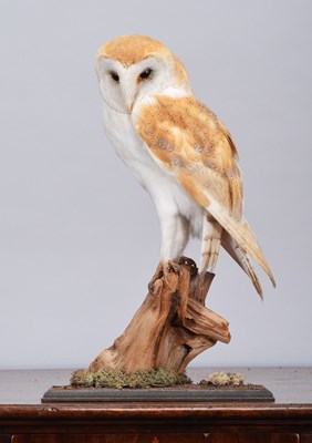 Lot 106 - Taxidermy: European Barn Owl (Tyto alba),...