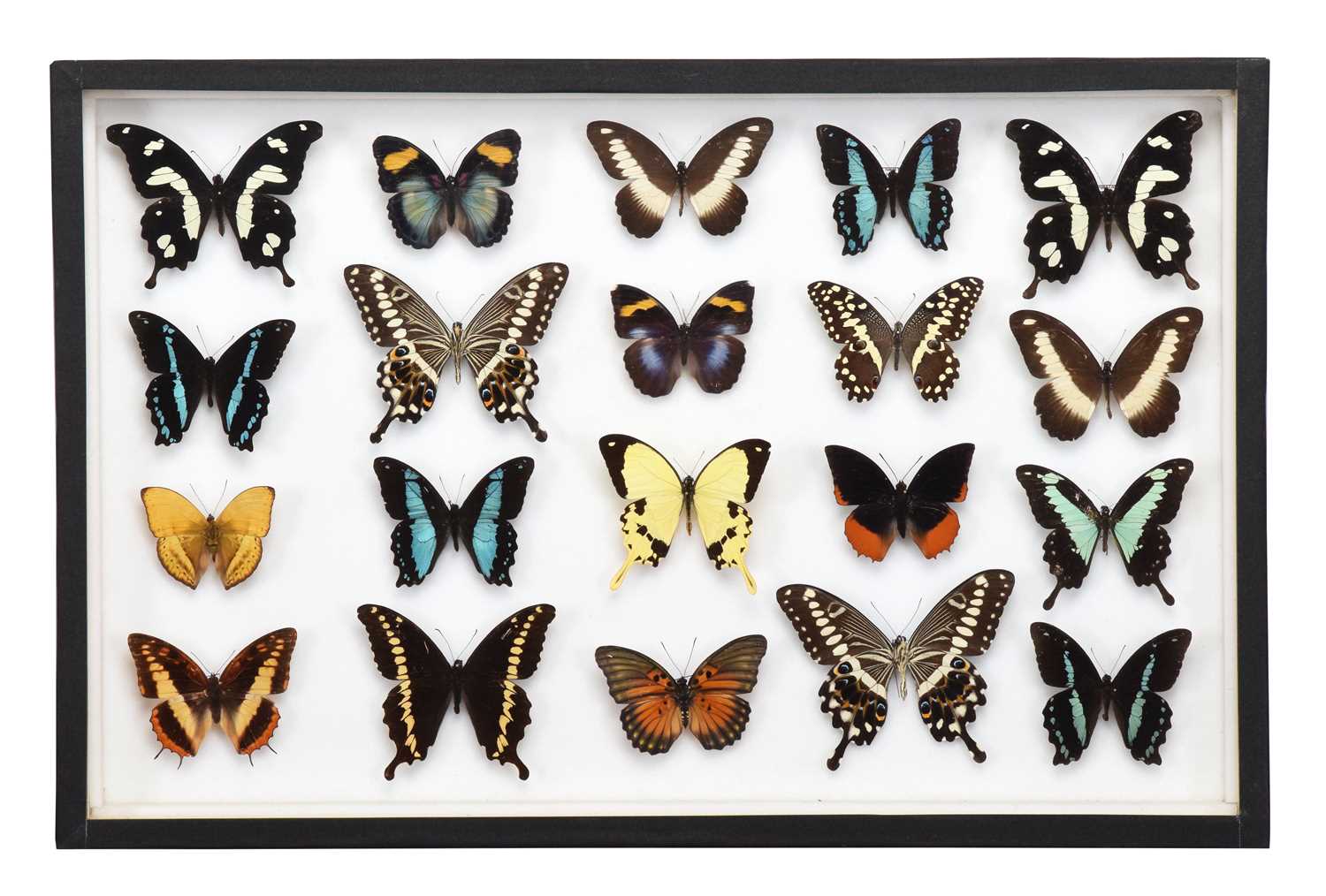 Lot 44 - Entomology: A Single Glazed Display of African...
