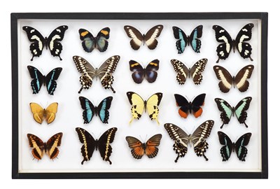 Lot Entomology: A Single Glazed Display of African...