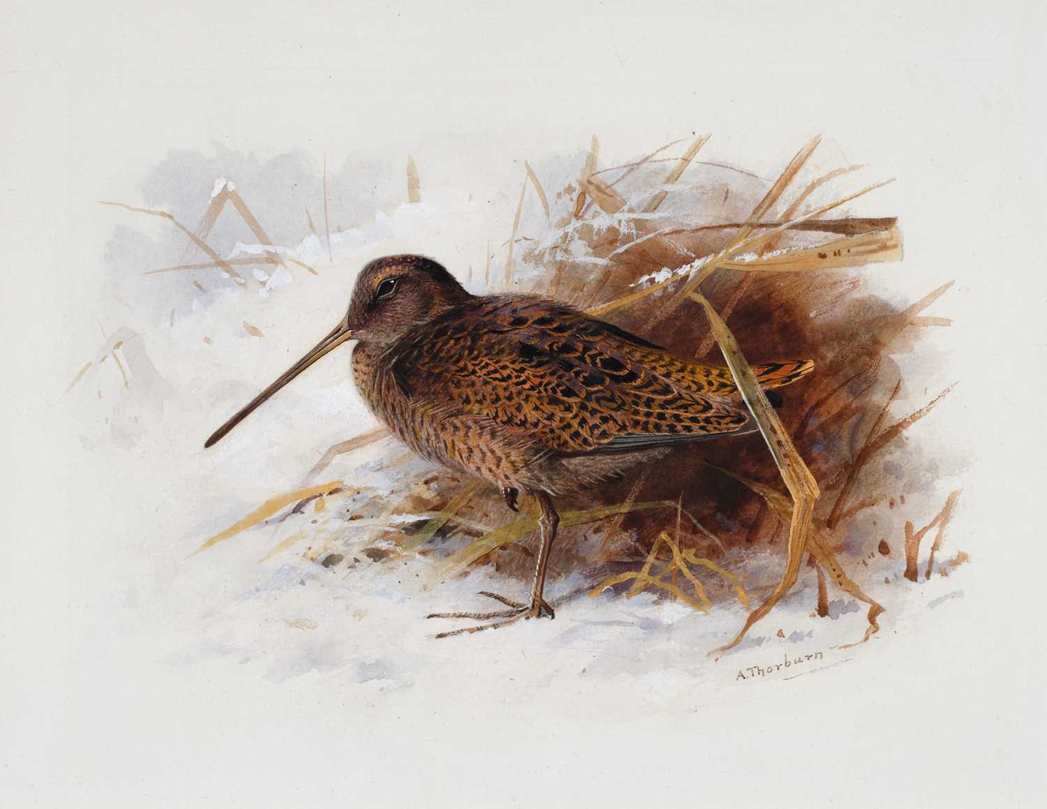 Lot 1036 - Archibald Thorburn FZS (1860-1935) Scottish...