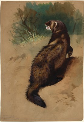 Lot 1041 - Archibald Thorburn FZS (1860-1935) Scottish A...