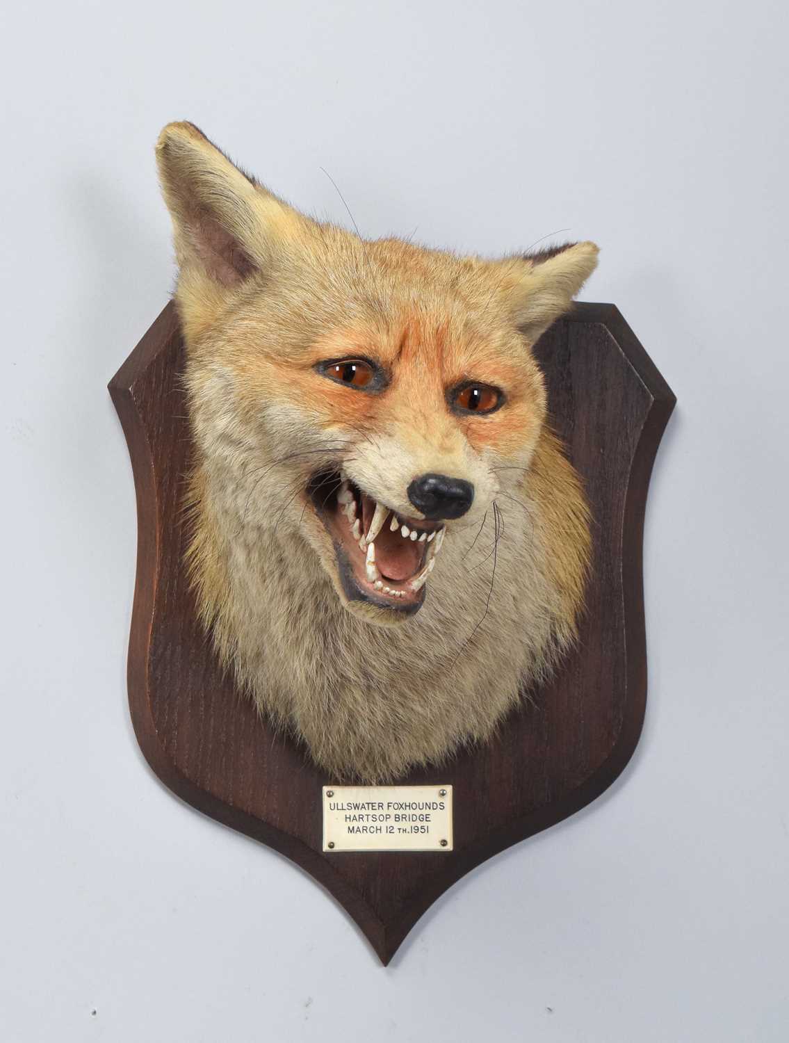 Lot 78 - Taxidermy: Red Fox Mask (Vulpes vulpes), dated...