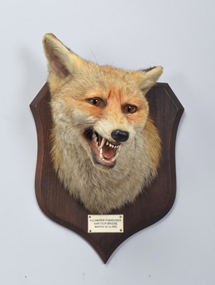 Lot Taxidermy: Red Fox Mask (Vulpes vulpes), dated...