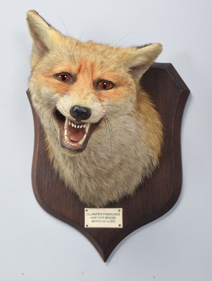 Lot 78 - Taxidermy: Red Fox Mask (Vulpes vulpes), dated...