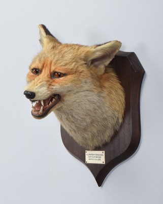 Lot 78 - Taxidermy: Red Fox Mask (Vulpes vulpes), dated...