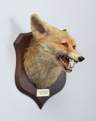 Lot 78 - Taxidermy: Red Fox Mask (Vulpes vulpes), dated...