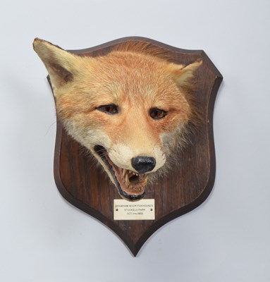 Lot Taxidermy: Red Fox Mask (Vulpes vulpes), dated...