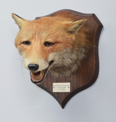Lot 14 - Taxidermy: Red Fox Mask (Vulpes vulpes), dated...