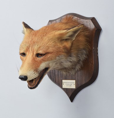 Lot 14 - Taxidermy: Red Fox Mask (Vulpes vulpes), dated...