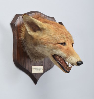 Lot 14 - Taxidermy: Red Fox Mask (Vulpes vulpes), dated...