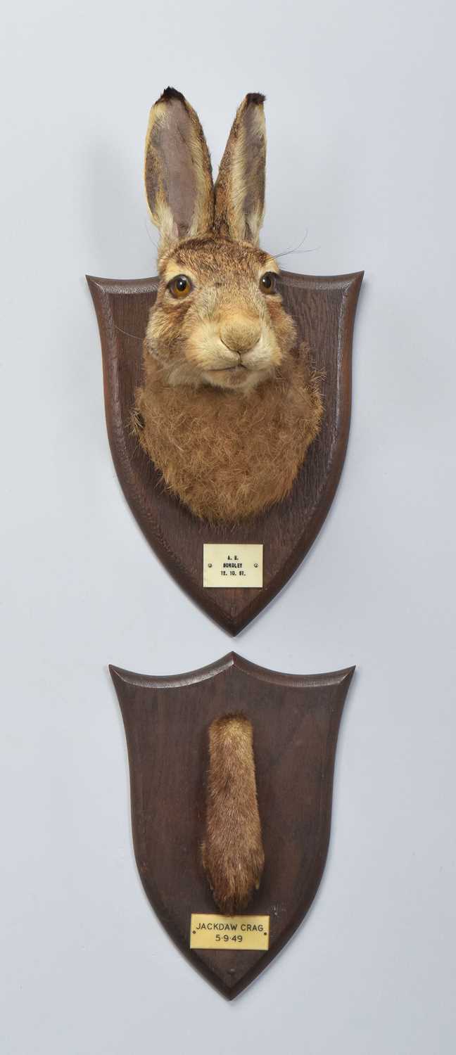 Lot 27 - Taxidermy: A European Hare Head Mount (Lepus...