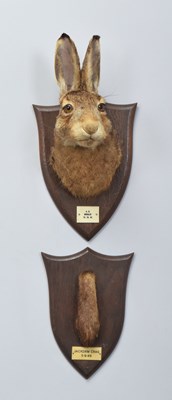Lot Taxidermy: A European Hare Head Mount (Lepus...