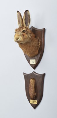 Lot 27 - Taxidermy: A European Hare Head Mount (Lepus...