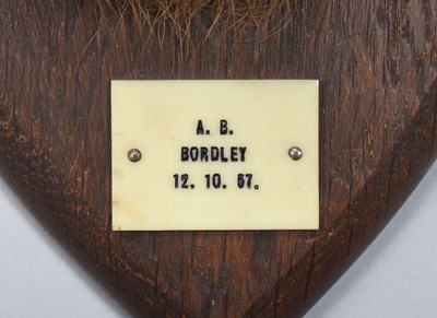 Lot 27 - Taxidermy: A European Hare Head Mount (Lepus...