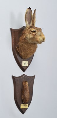 Lot 27 - Taxidermy: A European Hare Head Mount (Lepus...