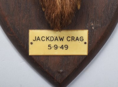 Lot 27 - Taxidermy: A European Hare Head Mount (Lepus...