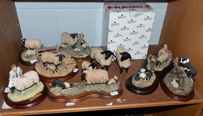 Lot 1147 - Border Fine Arts Sheep Models...
