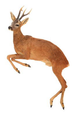 Lot Taxidermy: A Full Mount Leaping Roebuck...