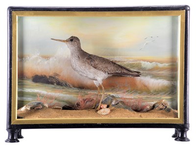Lot Taxidermy: A Cased Redshank (Tringa totanus),...