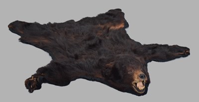 Lot Taxidermy: North American Black Bear Skin Rug...