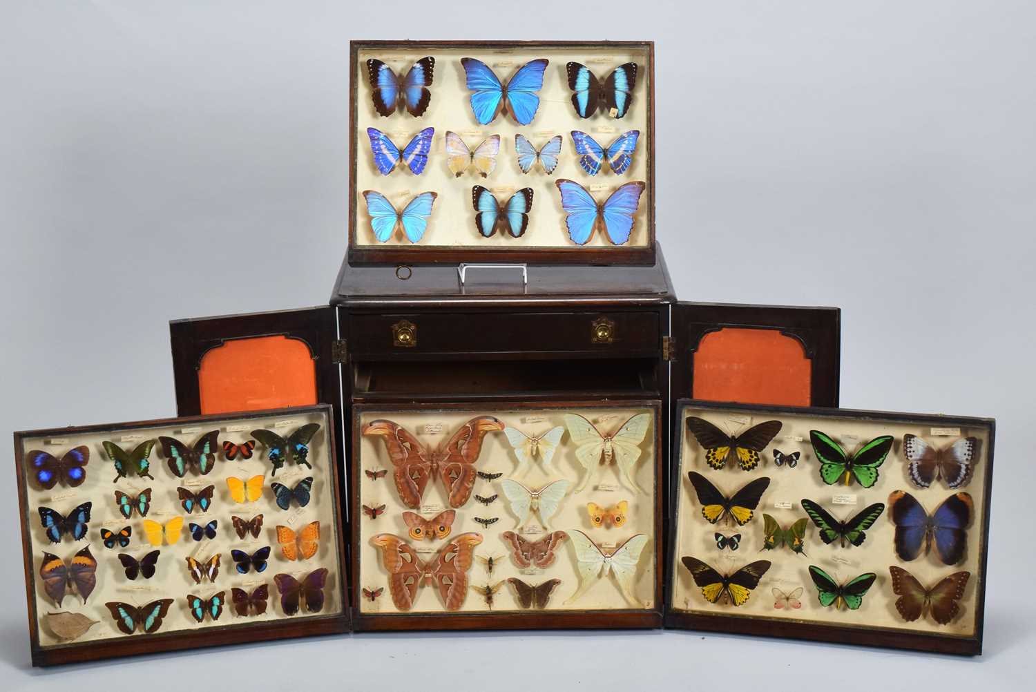 Lot 47 - Entomology: A Collection of World Butterflies...