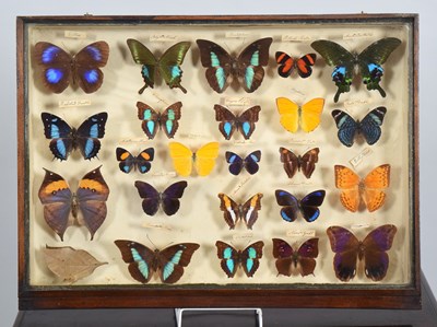Lot 47 - Entomology: A Collection of World Butterflies...