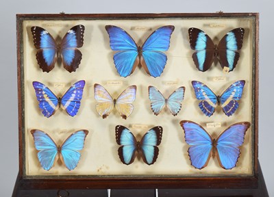 Lot 47 - Entomology: A Collection of World Butterflies...